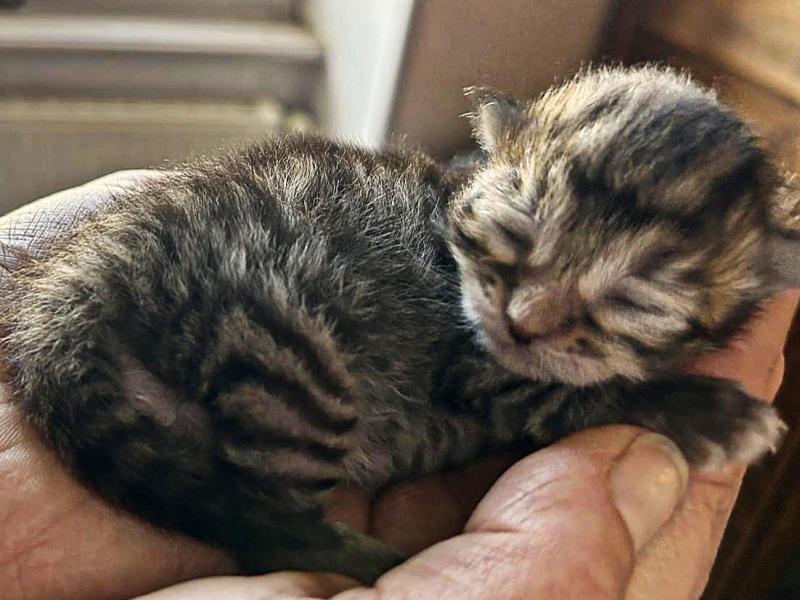 Be One de l'Emoi Zen ZenÉmoi Mâle Sibérien