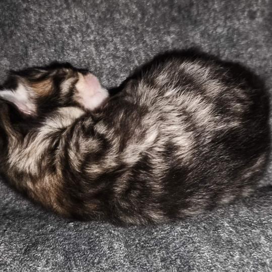 chaton Sibérien brown mackerel tabby Chatterie du ZenÉmoi