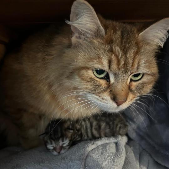 chaton Sibérien brown mackerel tabby Belissim Chatterie du ZenÉmoi