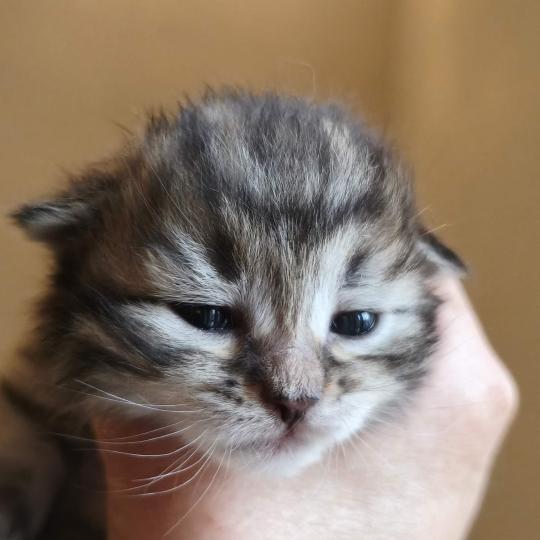 chaton Sibérien brown mackerel tabby Be One de l'Emoi Zen Chatterie du ZenÉmoi