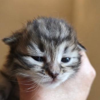 chaton Sibérien brown mackerel tabby Be One de l'Emoi Zen Chatterie du ZenÉmoi