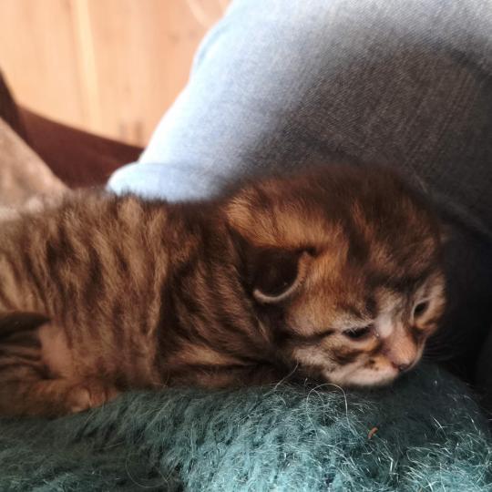 chaton Sibérien brown mackerel tabby Be One de l'Emoi Zen Chatterie du ZenÉmoi