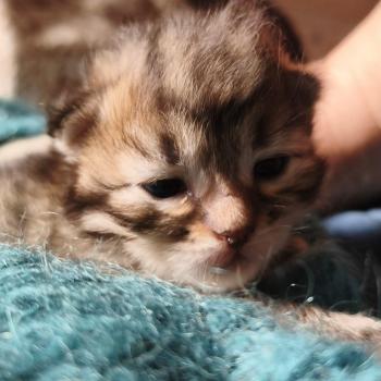 chaton Sibérien brown mackerel tabby Be One de l'Emoi Zen Chatterie du ZenÉmoi