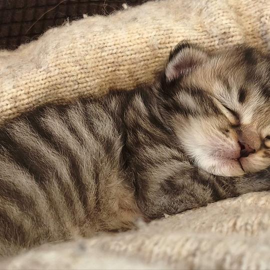 chaton Sibérien brown mackerel tabby B.... de l'Emoi Zen Chatterie du ZenÉmoi