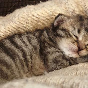 chaton Sibérien brown mackerel tabby B.... de l'Emoi Zen Chatterie du ZenÉmoi