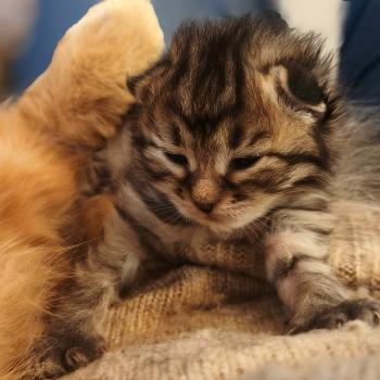 chaton Sibérien brown mackerel tabby B.... de l'Emoi Zen Chatterie du ZenÉmoi