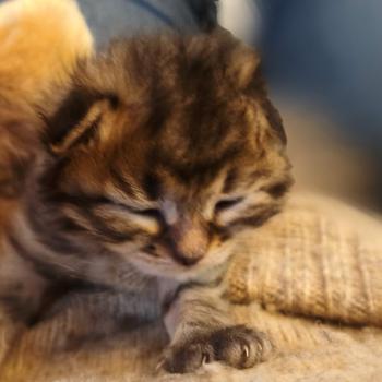chaton Sibérien brown mackerel tabby B.... de l'Emoi Zen Chatterie du ZenÉmoi