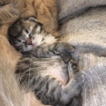 chaton Sibérien brown mackerel tabby B.... de l'Emoi Zen Chatterie du ZenÉmoi