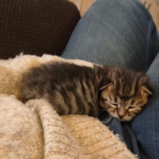 chaton Sibérien brown mackerel tabby B.... de l'Emoi Zen Chatterie du ZenÉmoi