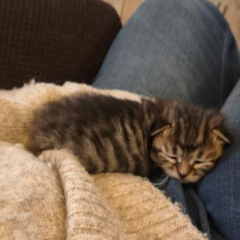 chaton Sibérien brown mackerel tabby B.... de l'Emoi Zen Chatterie du ZenÉmoi