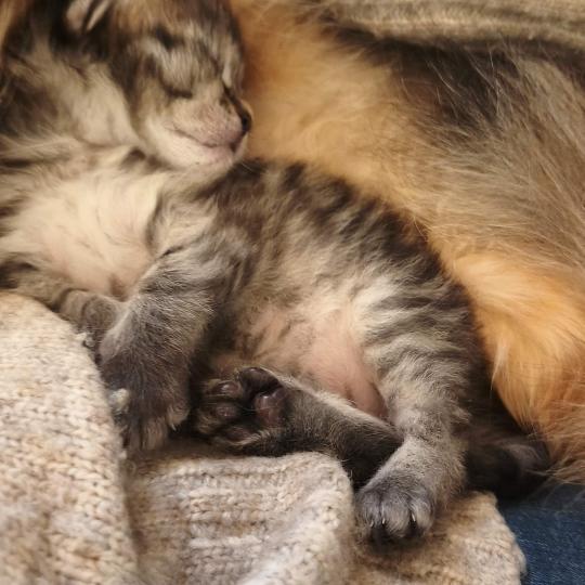 chaton Sibérien brown mackerel tabby B.... de l'Emoi Zen Chatterie du ZenÉmoi