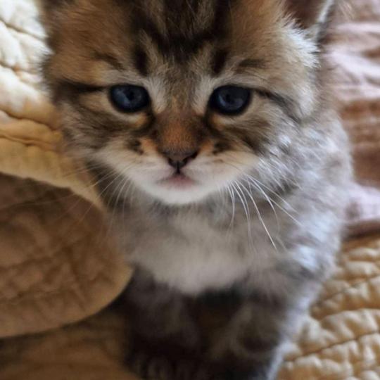 chaton Sibérien brown mackerel tabby B.... de l'Emoi Zen Chatterie du ZenÉmoi