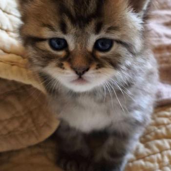 chaton Sibérien brown mackerel tabby B.... de l'Emoi Zen Chatterie du ZenÉmoi