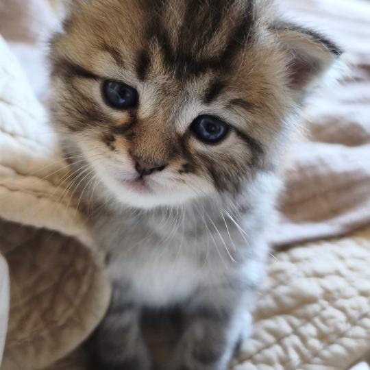 chaton Sibérien brown mackerel tabby B.... de l'Emoi Zen Chatterie du ZenÉmoi