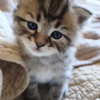 chaton Sibérien brown mackerel tabby B.... de l'Emoi Zen Chatterie du ZenÉmoi
