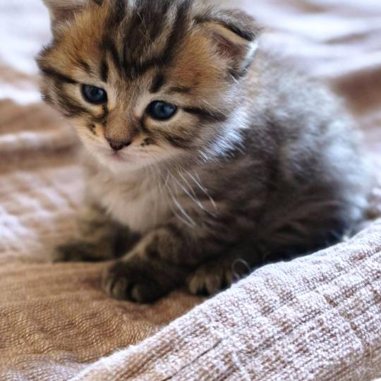 chaton Sibérien brown mackerel tabby B.... de l'Emoi Zen Chatterie du ZenÉmoi