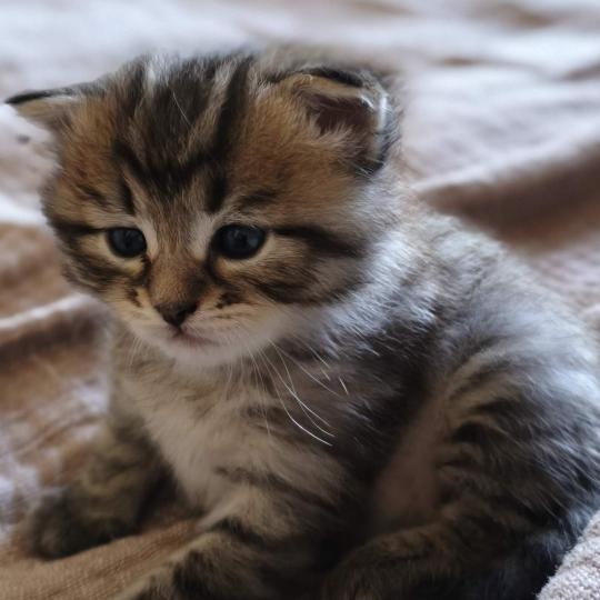 chaton Sibérien brown mackerel tabby B.... de l'Emoi Zen Chatterie du ZenÉmoi