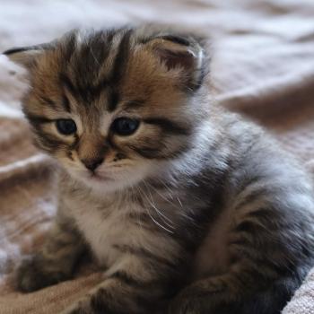 chaton Sibérien brown mackerel tabby B.... de l'Emoi Zen Chatterie du ZenÉmoi