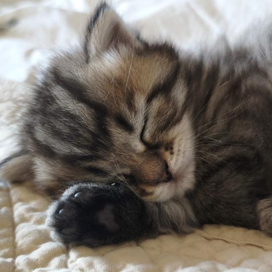 chaton Sibérien brown mackerel tabby B.... de l'Emoi Zen Chatterie du ZenÉmoi