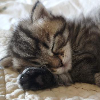 chaton Sibérien brown mackerel tabby B.... de l'Emoi Zen Chatterie du ZenÉmoi