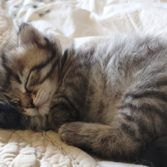 chaton Sibérien brown mackerel tabby B.... de l'Emoi Zen Chatterie du ZenÉmoi
