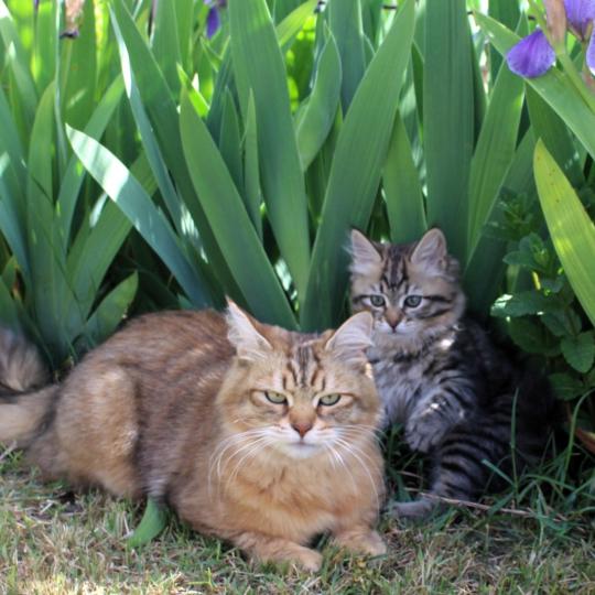 chaton Sibérien brown mackerel tabby B.... de l'Emoi Zen Chatterie du ZenÉmoi