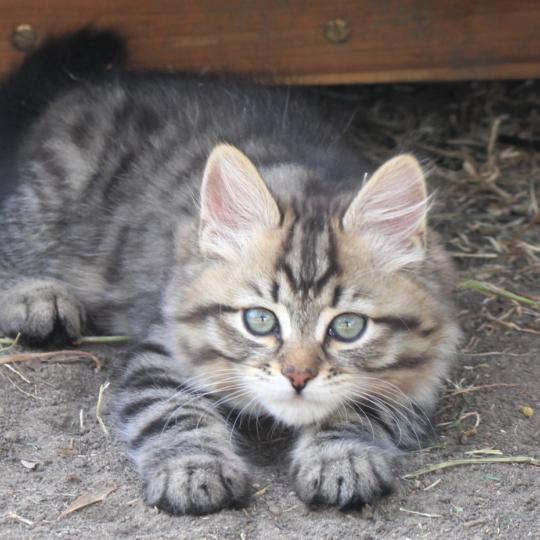 chaton Sibérien brown mackerel tabby B.... de l'Emoi Zen Chatterie du ZenÉmoi