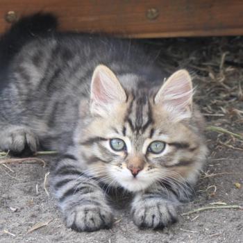 chaton Sibérien brown mackerel tabby B.... de l'Emoi Zen Chatterie du ZenÉmoi