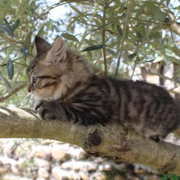 chaton Sibérien brown mackerel tabby B.... de l'Emoi Zen Chatterie du ZenÉmoi