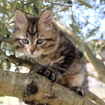 chaton Sibérien brown mackerel tabby B.... de l'Emoi Zen Chatterie du ZenÉmoi