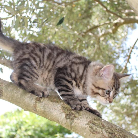 chaton Sibérien brown mackerel tabby B.... de l'Emoi Zen Chatterie du ZenÉmoi