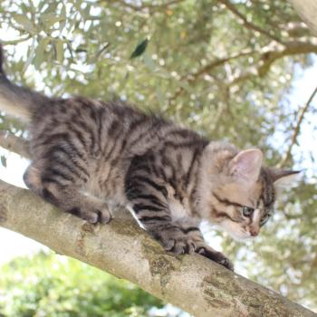 chaton Sibérien brown mackerel tabby B.... de l'Emoi Zen Chatterie du ZenÉmoi