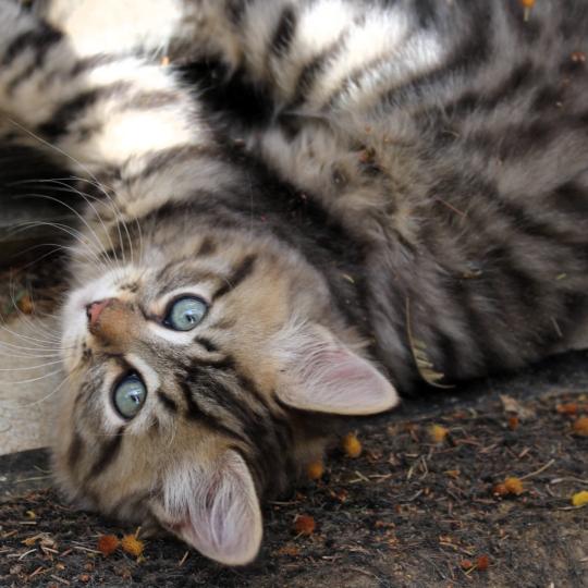 chaton Sibérien brown mackerel tabby B.... de l'Emoi Zen Chatterie du ZenÉmoi