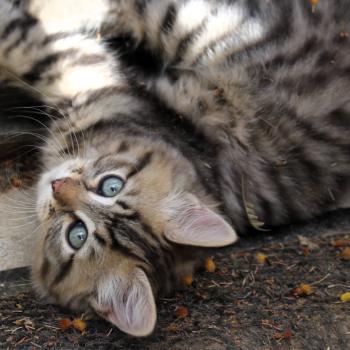 chaton Sibérien brown mackerel tabby B.... de l'Emoi Zen Chatterie du ZenÉmoi