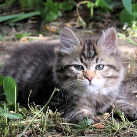 chaton Sibérien brown mackerel tabby B.... de l'Emoi Zen Chatterie du ZenÉmoi