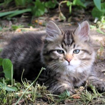 chaton Sibérien brown mackerel tabby B.... de l'Emoi Zen Chatterie du ZenÉmoi