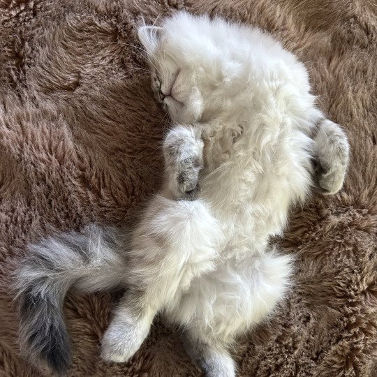 chat Sibérien Agrippa de The Dream Iscaya Chatterie du ZenÉmoi