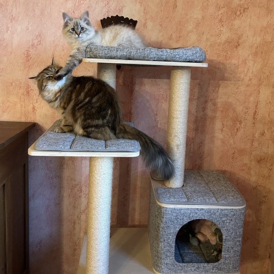 chat Sibérien seal tabby point Agrippa de The Dream Iscaya Chatterie du ZenÉmoi