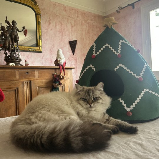 chat Sibérien seal tabby point Agrippa Chatterie du ZenÉmoi