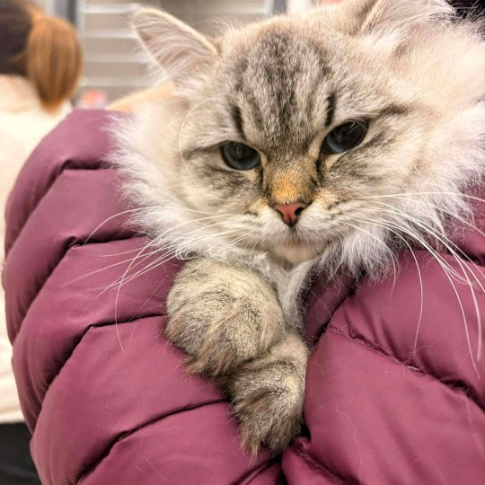 chat Sibérien seal tabby point Agrippa Chatterie du ZenÉmoi