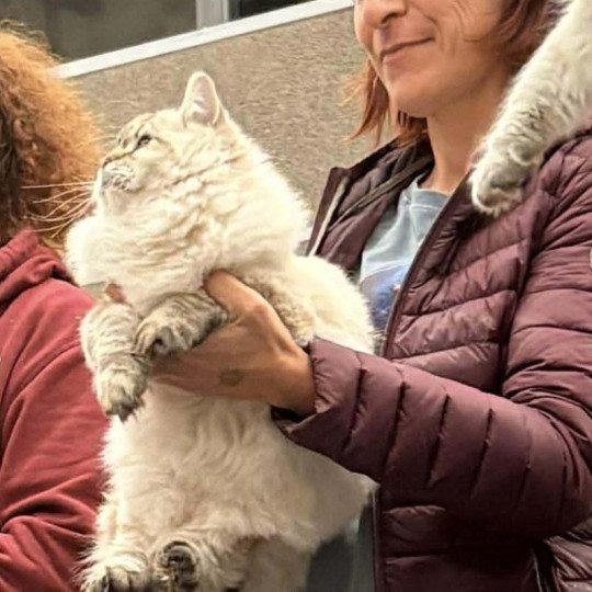 chat Sibérien seal tabby point Agrippa Chatterie du ZenÉmoi
