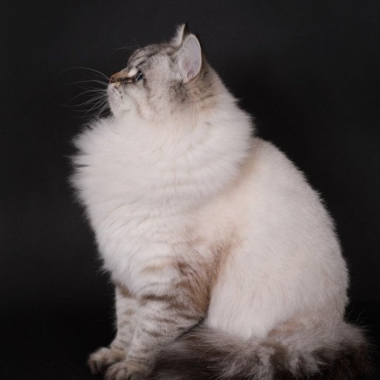 chat Sibérien seal tabby point Agrippa Chatterie du ZenÉmoi