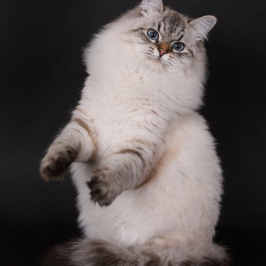 chat Sibérien seal tabby point Agrippa Chatterie du ZenÉmoi