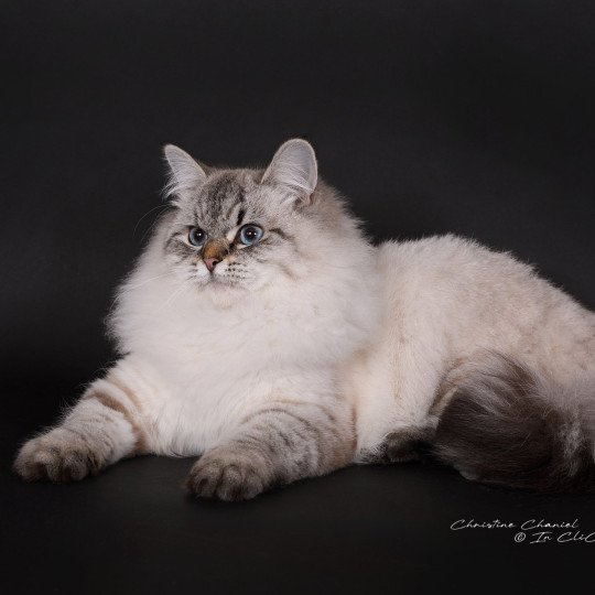 chat Sibérien seal tabby point Agrippa Chatterie du ZenÉmoi