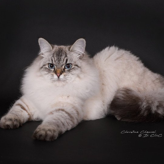 chat Sibérien seal tabby point Agrippa Chatterie du ZenÉmoi
