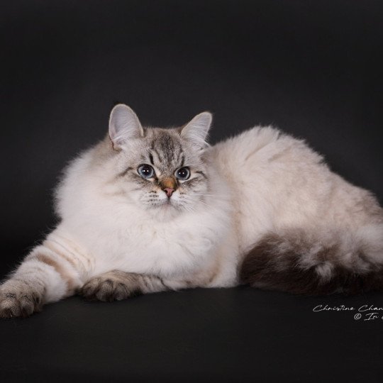 chat Sibérien seal tabby point Agrippa Chatterie du ZenÉmoi