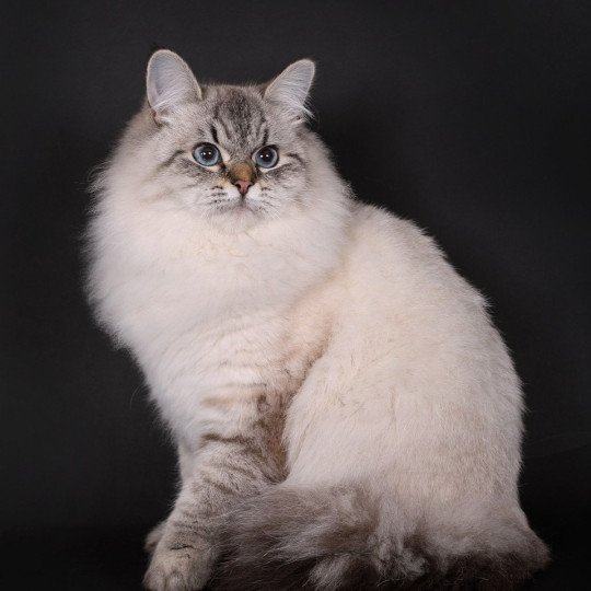 chat Sibérien seal tabby point Agrippa Chatterie du ZenÉmoi