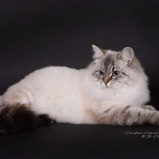 chat Sibérien seal tabby point Agrippa Chatterie du ZenÉmoi