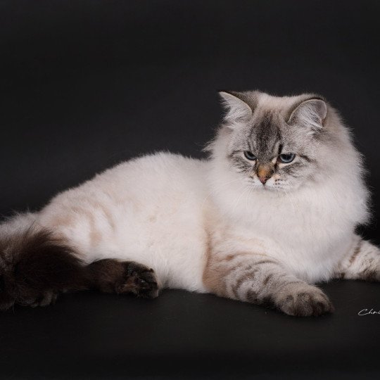 chat Sibérien seal tabby point Agrippa Chatterie du ZenÉmoi