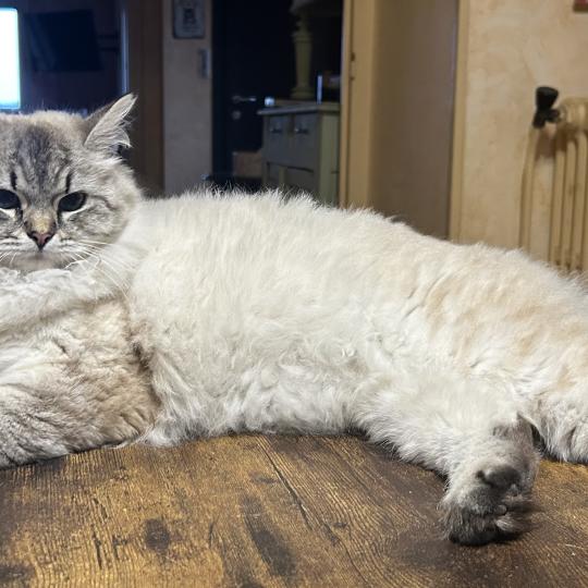 chat Sibérien seal tabby point Agrippa Chatterie du ZenÉmoi